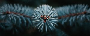 Preview wallpaper branch, tree, needles, macro, evergreen