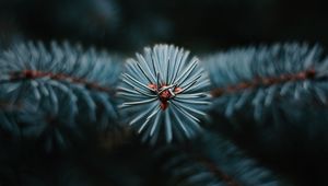 Preview wallpaper branch, tree, needles, macro, evergreen