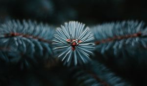 Preview wallpaper branch, tree, needles, macro, evergreen