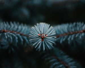 Preview wallpaper branch, tree, needles, macro, evergreen