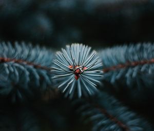 Preview wallpaper branch, tree, needles, macro, evergreen