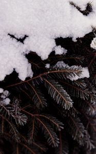 Preview wallpaper branch, tree, needles, snow, macro