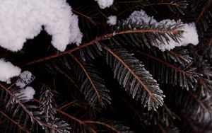 Preview wallpaper branch, tree, needles, snow, macro