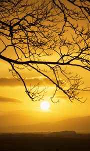 Preview wallpaper branch, tree, silhouette, twilight, nature