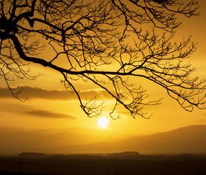Preview wallpaper branch, tree, silhouette, twilight, nature
