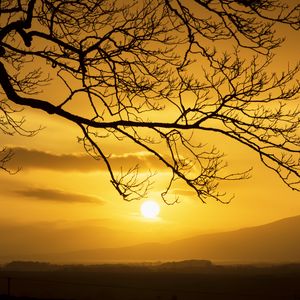 Preview wallpaper branch, tree, silhouette, twilight, nature