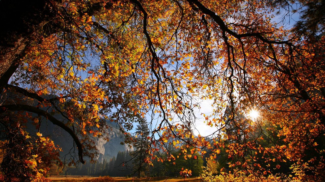 Wallpaper branch, tree, sun, autumn, leaves, yellow, gold, gleam