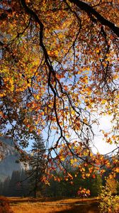 Preview wallpaper branch, tree, sun, autumn, leaves, yellow, gold, gleam