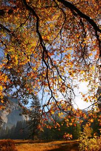 Preview wallpaper branch, tree, sun, autumn, leaves, yellow, gold, gleam