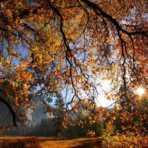 Preview wallpaper branch, tree, sun, autumn, leaves, yellow, gold, gleam