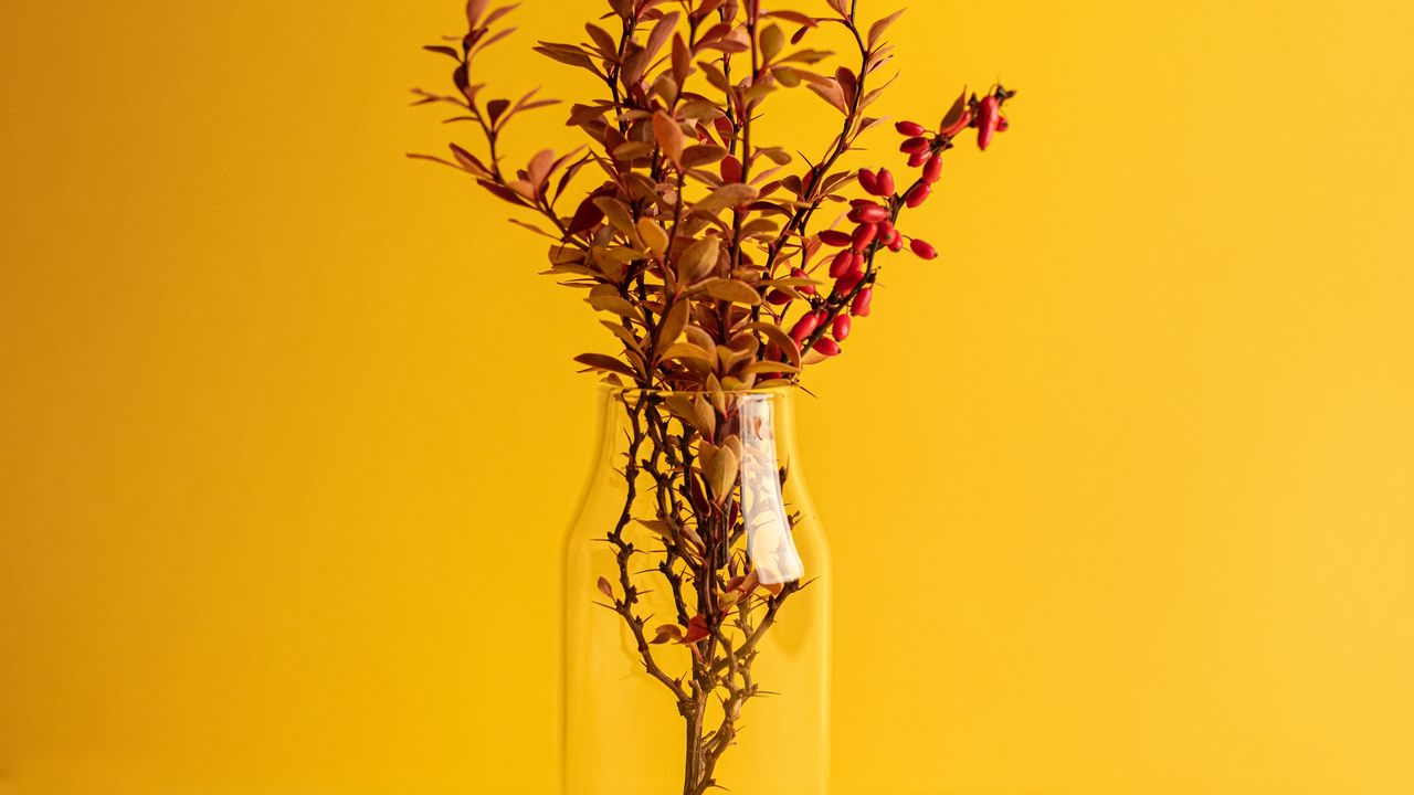 Wallpaper branch, vase, minimalism, yellow