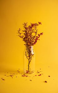 Preview wallpaper branch, vase, minimalism, yellow