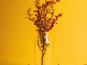 Preview wallpaper branch, vase, minimalism, yellow