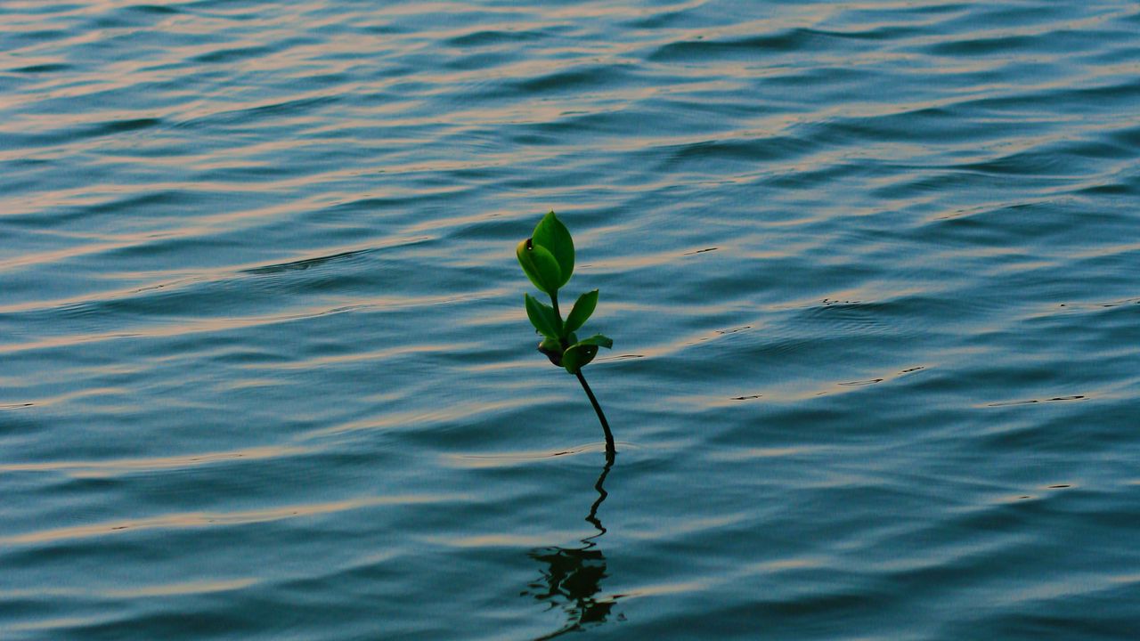 Wallpaper branch, water, plant, waves