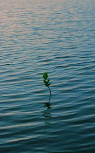 Preview wallpaper branch, water, plant, waves