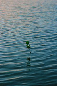 Preview wallpaper branch, water, plant, waves