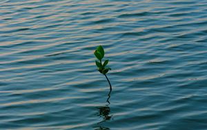 Preview wallpaper branch, water, plant, waves