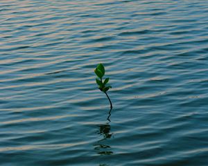 Preview wallpaper branch, water, plant, waves