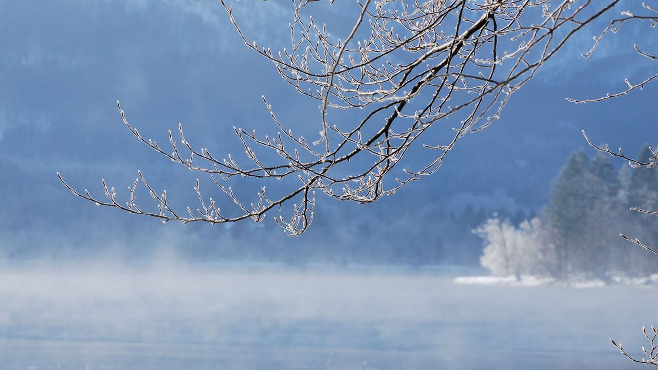 Wallpaper branch, water, tree, winter