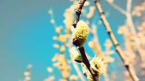 Preview wallpaper branch, willow, flowers, light