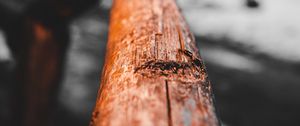 Preview wallpaper branch, wood, macro