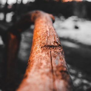 Preview wallpaper branch, wood, macro