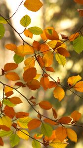 Preview wallpaper branches, autumn, leaves, tree