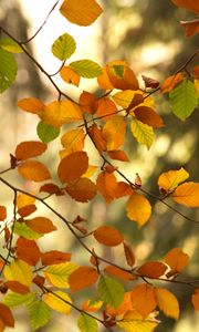Preview wallpaper branches, autumn, leaves, tree