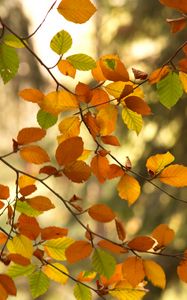 Preview wallpaper branches, autumn, leaves, tree