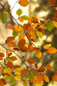 Preview wallpaper branches, autumn, leaves, tree