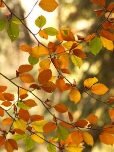 Preview wallpaper branches, autumn, leaves, tree
