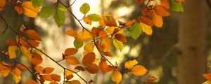 Preview wallpaper branches, autumn, leaves, tree