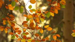 Preview wallpaper branches, autumn, leaves, tree