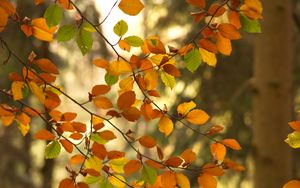 Preview wallpaper branches, autumn, leaves, tree