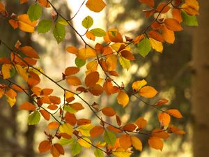 Preview wallpaper branches, autumn, leaves, tree