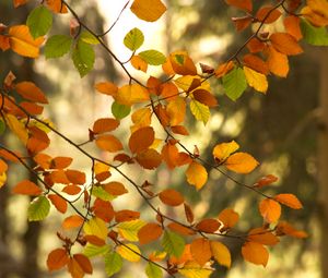 Preview wallpaper branches, autumn, leaves, tree