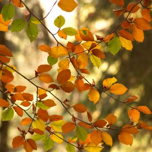 Preview wallpaper branches, autumn, leaves, tree