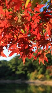 Preview wallpaper branches, autumn, tree, leaves