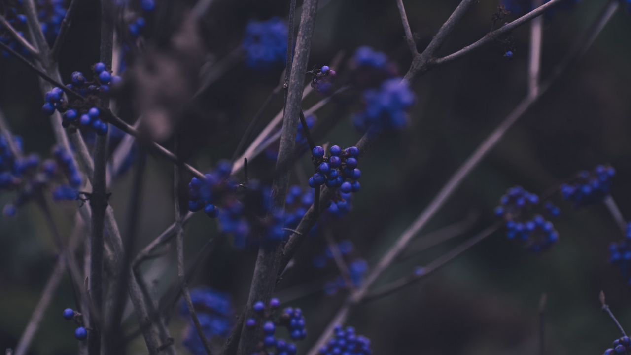 Wallpaper branches, berries, blue, plant