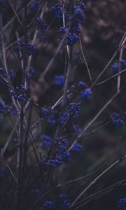 Preview wallpaper branches, berries, blue, plant