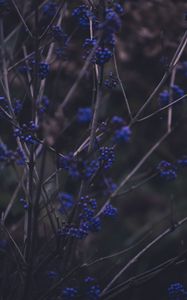 Preview wallpaper branches, berries, blue, plant
