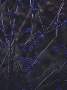 Preview wallpaper branches, berries, blue, plant