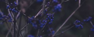 Preview wallpaper branches, berries, blue, plant