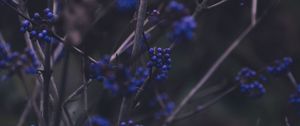 Preview wallpaper branches, berries, blue, plant