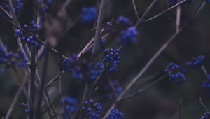 Preview wallpaper branches, berries, blue, plant