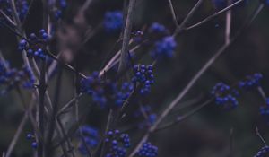 Preview wallpaper branches, berries, blue, plant