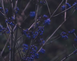 Preview wallpaper branches, berries, blue, plant