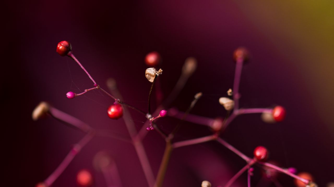 Wallpaper branches, berries, blur, macro, cobweb