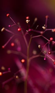 Preview wallpaper branches, berries, blur, macro, cobweb