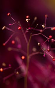 Preview wallpaper branches, berries, blur, macro, cobweb